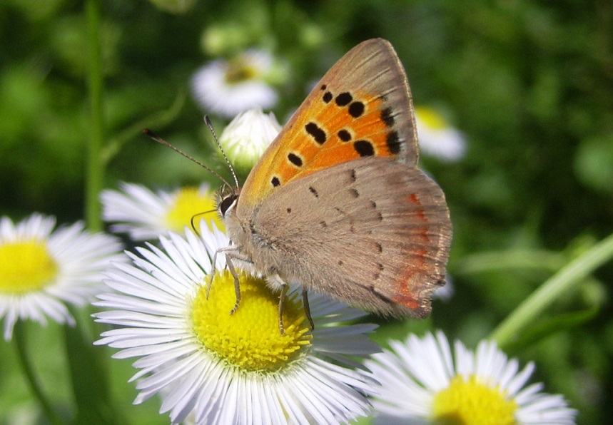 Lycaena dispar?